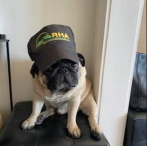 Muffin – Mascotte chez Rénovation Habitat Alsace